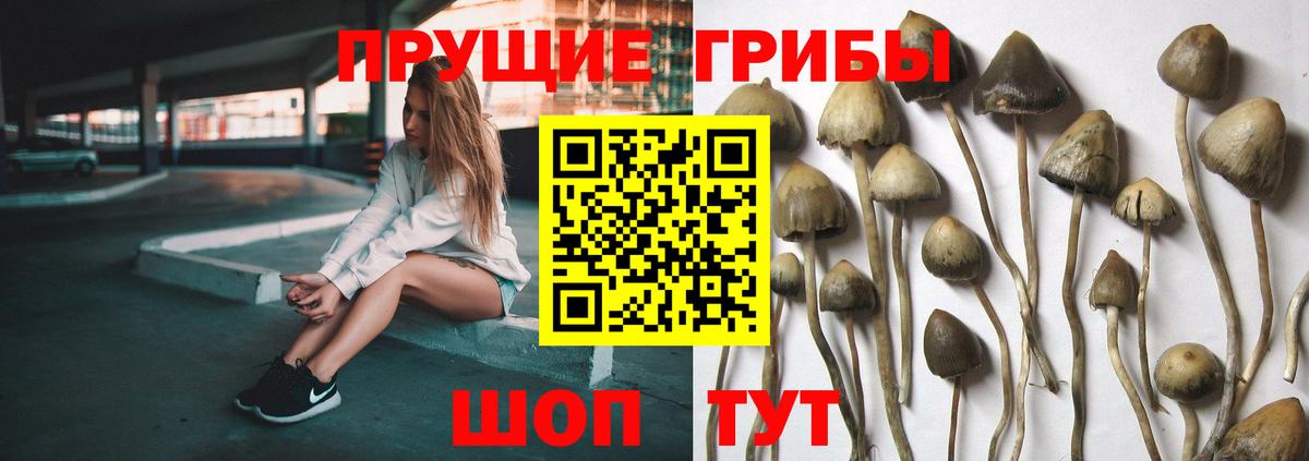 Галлюциногенные грибы Psilocybe  Вход с VPN  Коряжма 